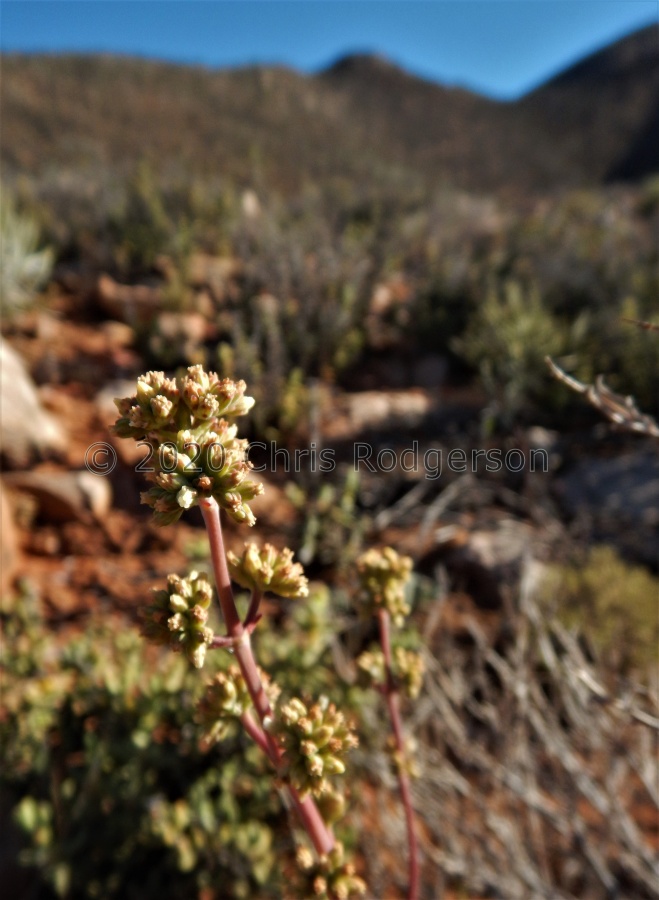 subacaulis ssp.erosula NE Wilderperderant (2).JPG