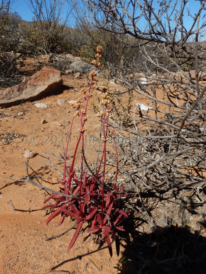 subacaulis ssp.erosula NE Wilderperderant (3).JPG