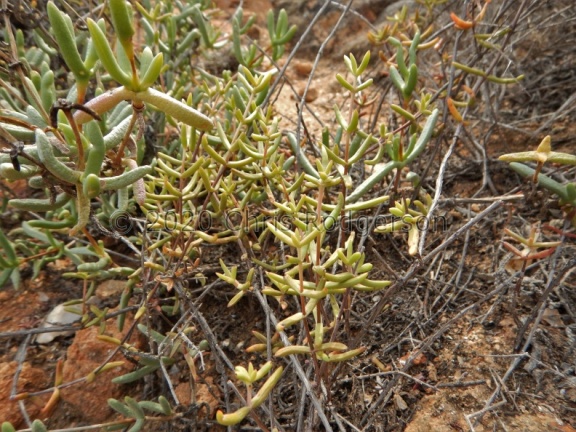 subaphylla ssp.virgata  NW Boesmanspunt (2)