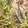 subaphylla ssp.virgata  NW Boesmanspunt (3)
