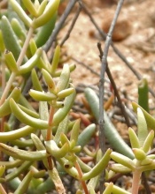 subaphylla ssp.virgata  NW Boesmanspunt (3)