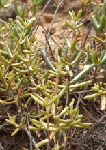 subaphylla ssp.virgata  NW Boesmanspunt