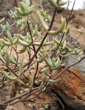 subaphylla ssp.virgata Breekriet (1)
