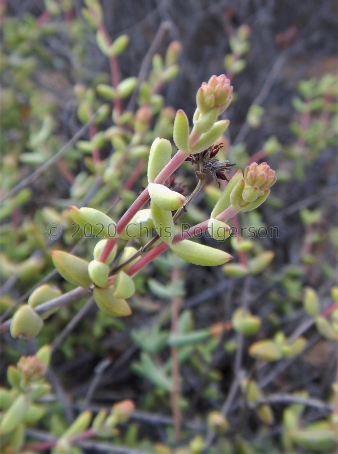 subaphylla ssp.virgata south of O'Kiep (2).JPG