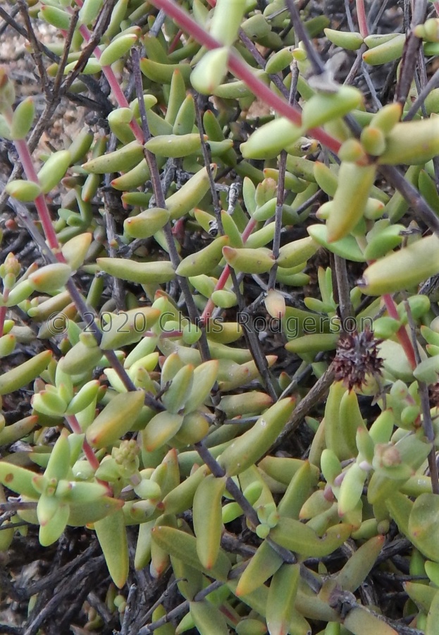 subaphylla ssp.virgata south of O'Kiep (3).JPG