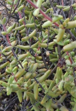 subaphylla ssp.virgata south of O'Kiep (3)