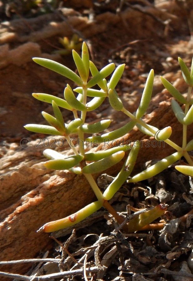 subaphylla ssp.virgata Spitskloof (2).JPG
