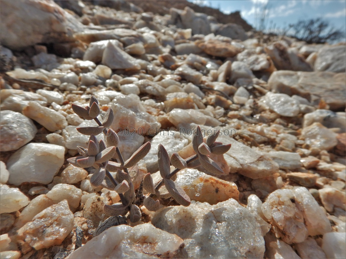 subaphylla Springbockkuppe, Sperrgebiet.JPG