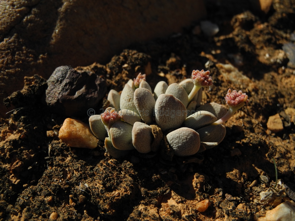 tecta          Groot-Doringrivier.JPG