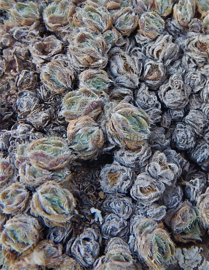 tomentosa var.glabrifolia Haasrivier.JPG