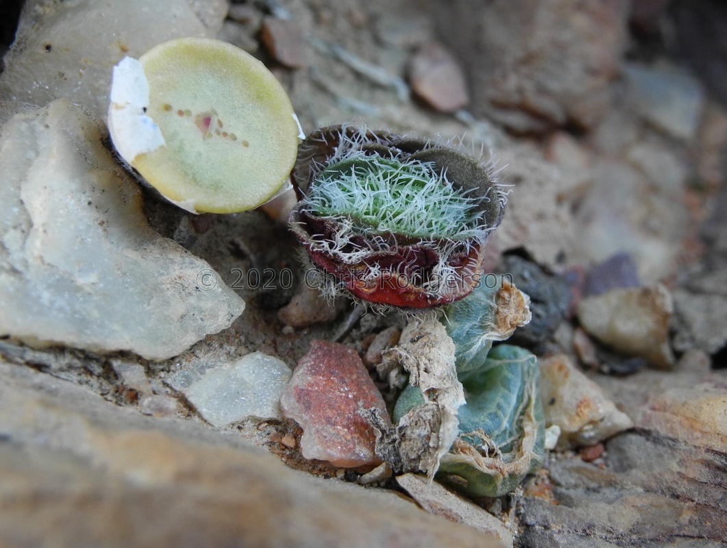 tomentosa var glabrifolia E Harras
