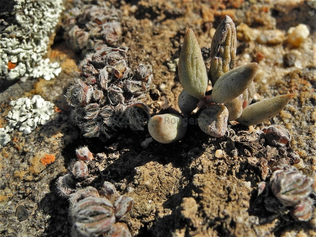tomentosa var glabrifolia W Nieuwouldtville (2)