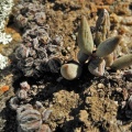 tomentosa var glabrifolia W Nieuwouldtville (2)