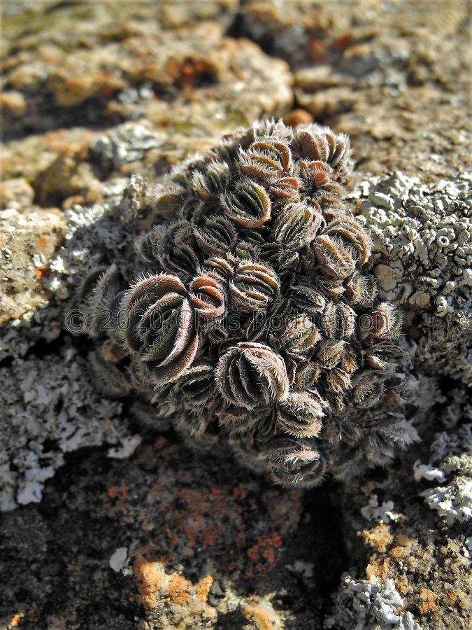 tomentosa var glabrifolia W Nieuwouldtville (4).JPG
