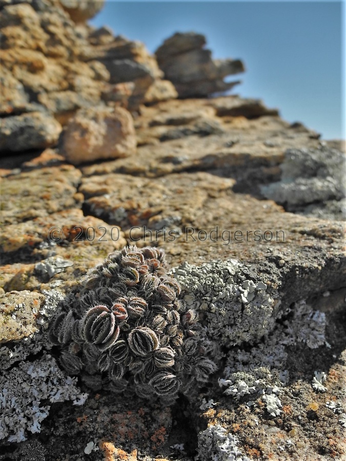 tomentosa var glabrifolia W Nieuwouldtville.JPG