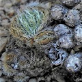 tomentosa var. glabrifolia Strykloof