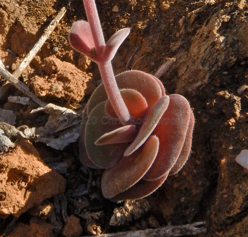 tomentosa ssp.tomentosa NE Wilderperderant (3).JPG