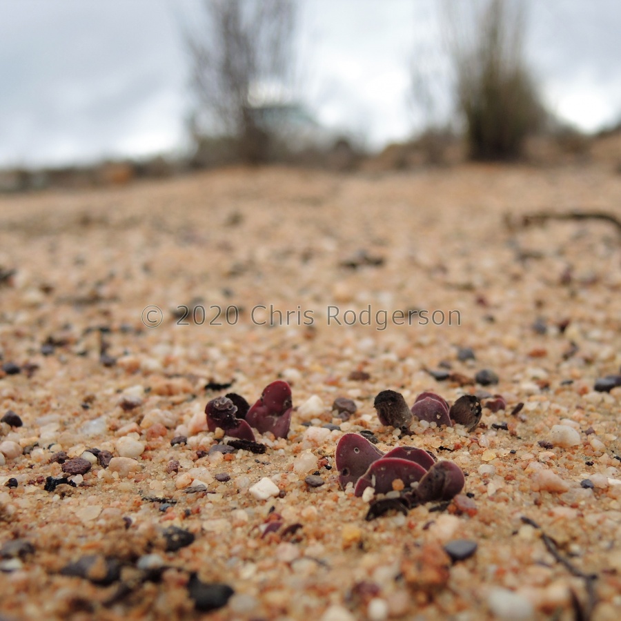 platyphylla Cederberg (2).JPG