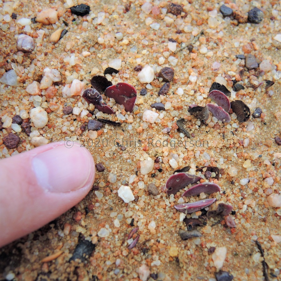 platyphylla Cederberg.JPG