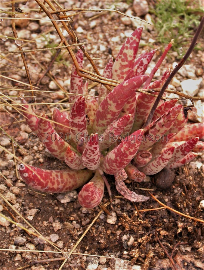 filicaulis W Springbok 1471 (2).JPG
