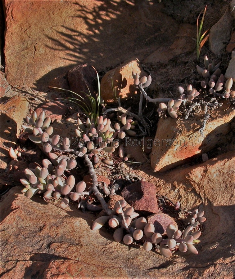 filicaulis ssp.marlothii NW Lemoenpoort.JPG