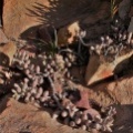 filicaulis ssp.marlothii NW Lemoenpoort