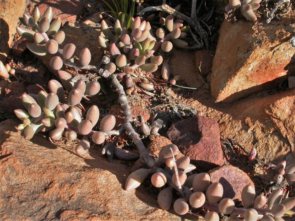 filicaulis ssp.marlothii NW Lemoenpoort (2).JPG
