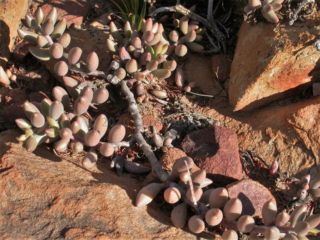 filicaulis ssp.marlothii NW Lemoenpoort (2)