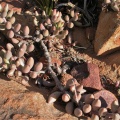 filicaulis ssp.marlothii NW Lemoenpoort (2)