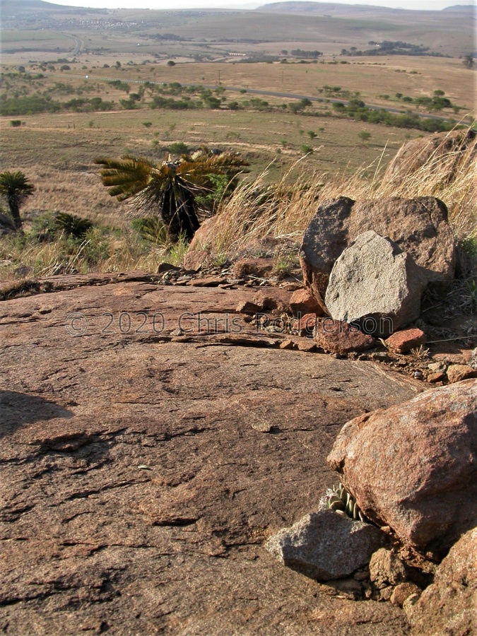 liebenbergii ssp.orientalis Cathcart 1505.JPG