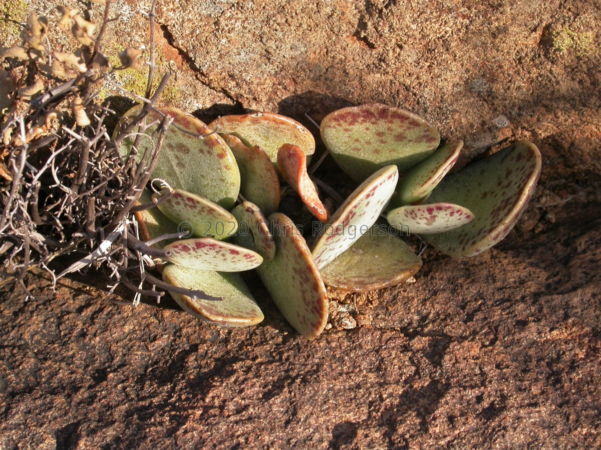 liebenbergii ssp.orientalis Cathcart 1505 (3).JPG