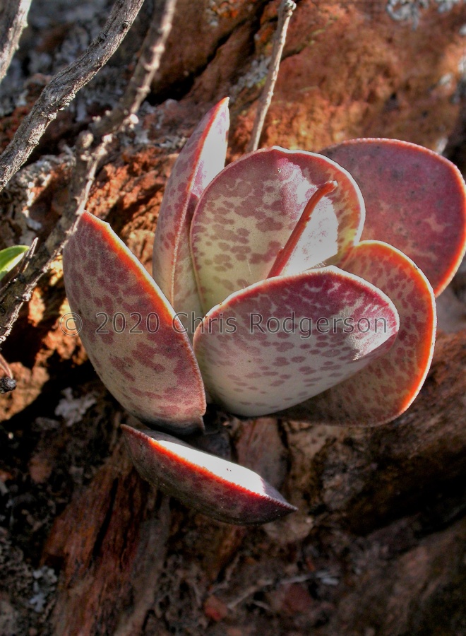 maculatus NW Lemoenpoort 1526 (3).JPG