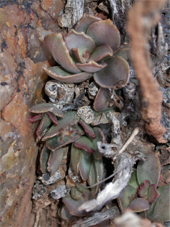 schuldtianus E Bushmanland 1496 (2).JPG