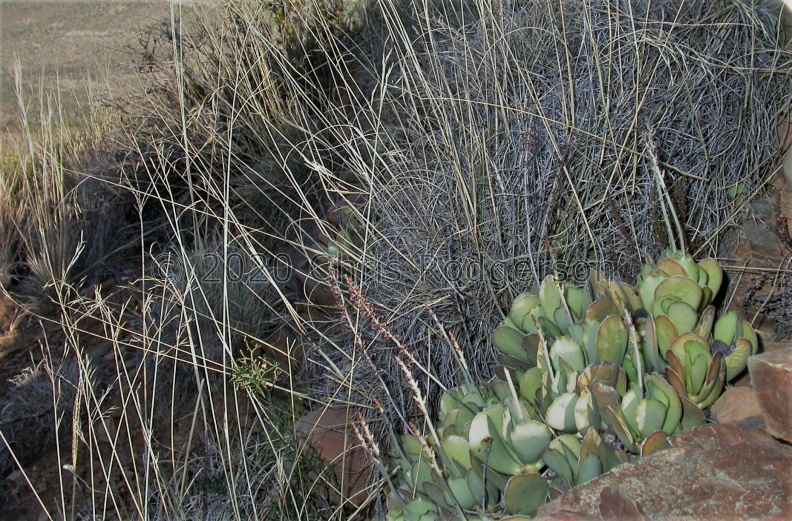 sphenophyllus Graaff-Reinet 1501 (2).JPG