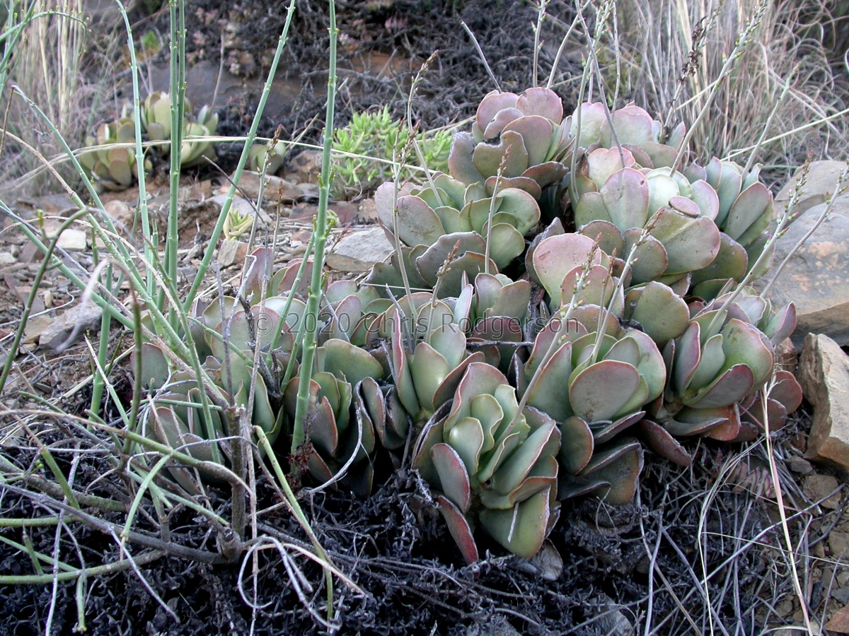sphenophyllus Graaff-Reinet 1501 (3).JPG