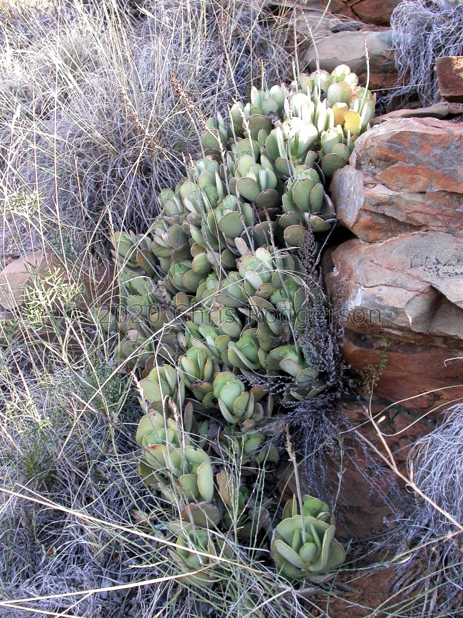 sphenophyllus Graaff-Reinet 1501 (5).JPG