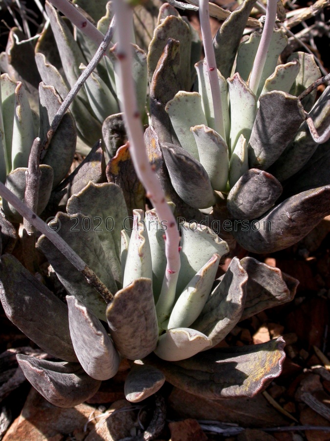 sphenophyllus x cooperi 'halesowensis' Craddock 1504.JPG
