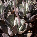 sphenophyllus x cooperi 'halesowensis' Craddock 1504