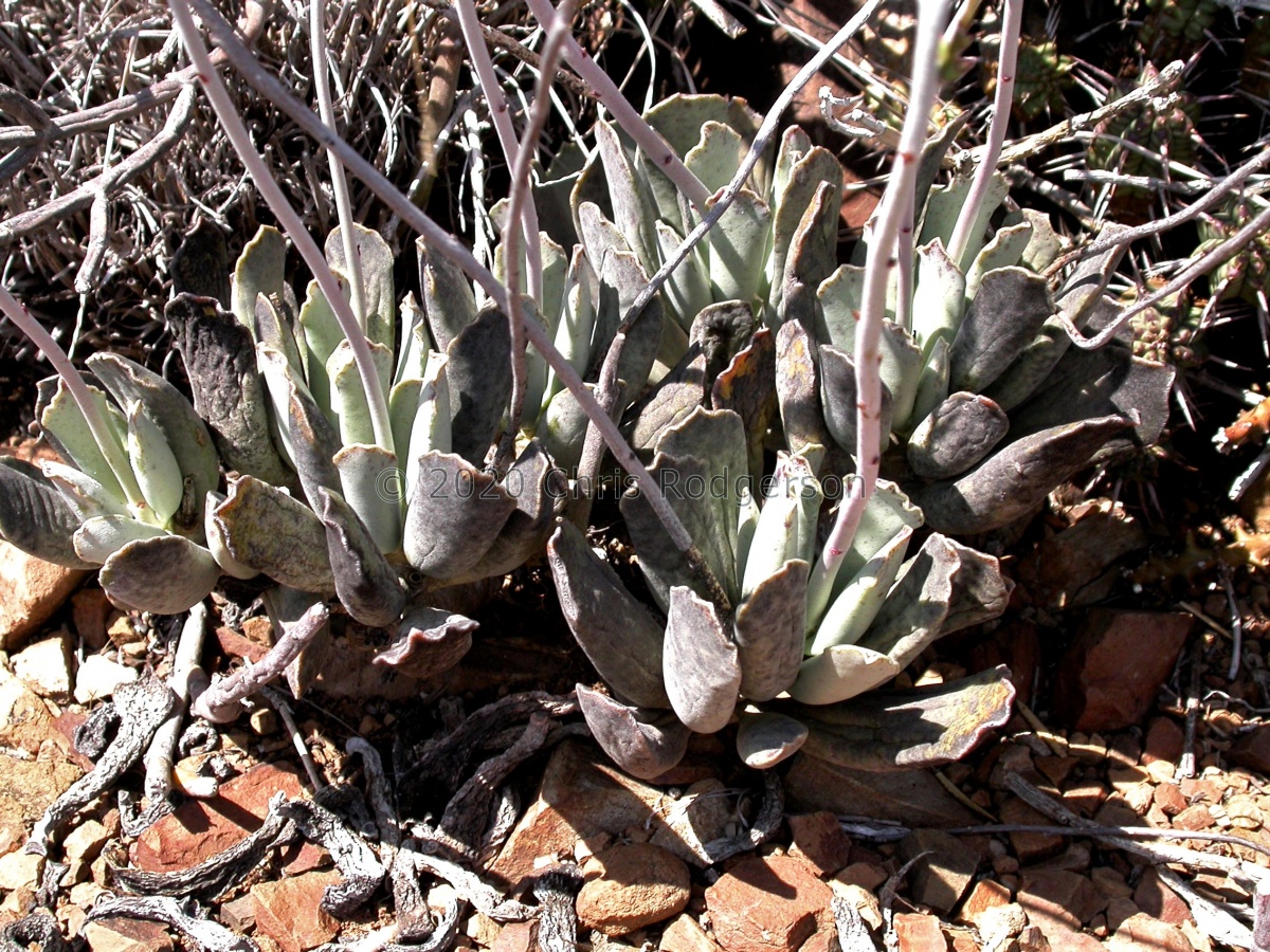 sphenophyllus x cooperi 'halesowensis' Craddock 1504 (3).JPG