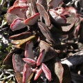 triflorus Oudtshoorn 1512