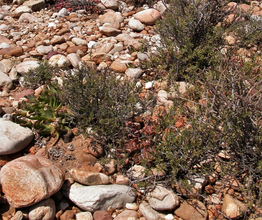 triflorus Oudtshoorn 1513.JPG