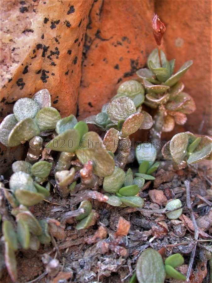 diabolicus W Bushmanland 1718 (5).JPG