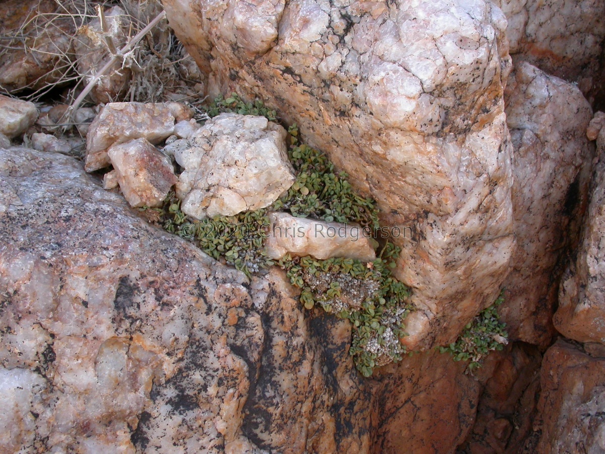 diabolicus Bushmanland (2).JPG