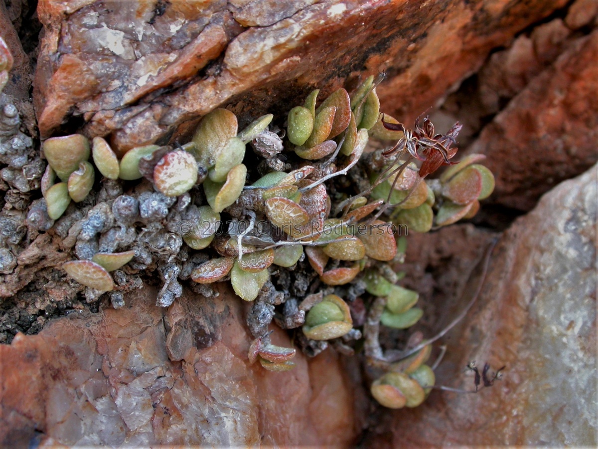 diabolicus W Bushmanland (2).JPG