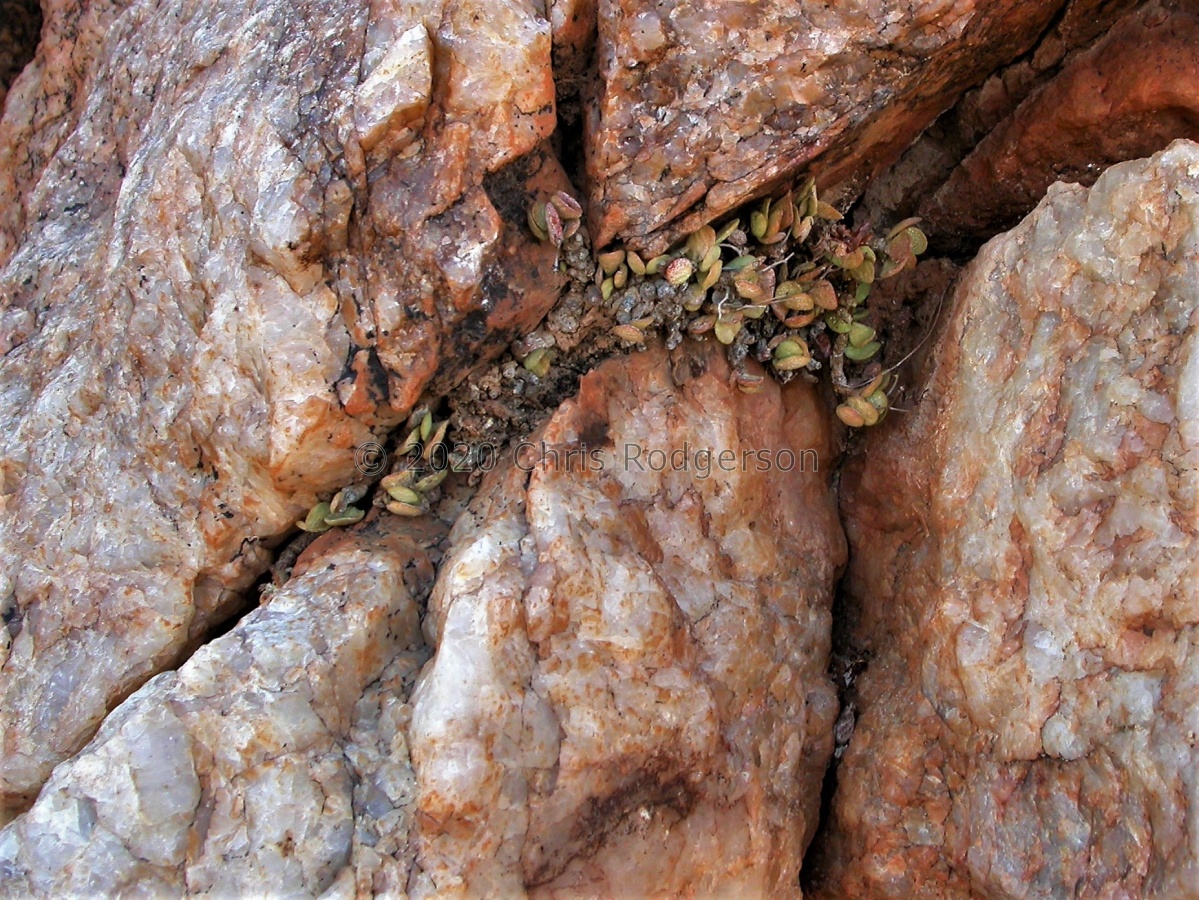 diabolicus W Bushmanland 1718 (1).JPG