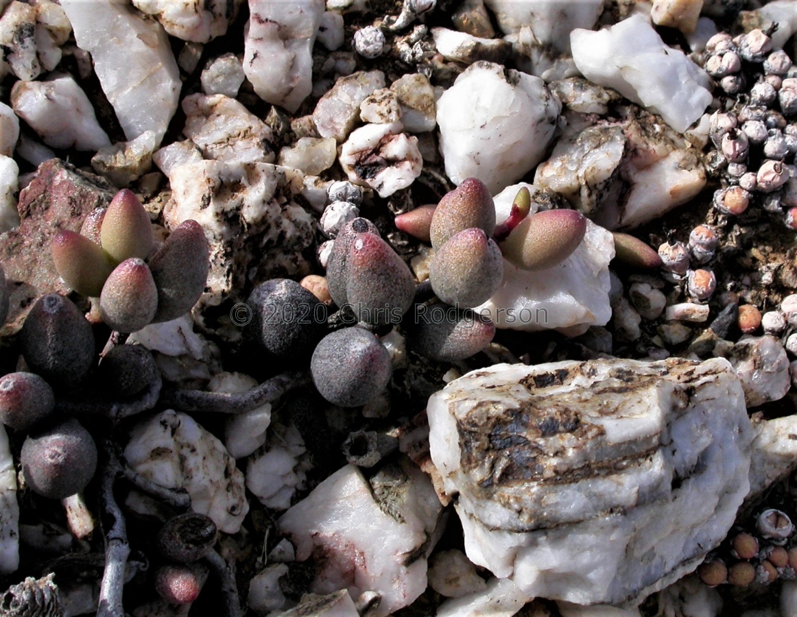filicaulis ssp.marlothii S Matjiesfontein 1520A (1).JPG