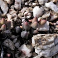 filicaulis ssp.marlothii S Matjiesfontein 1520A (1)