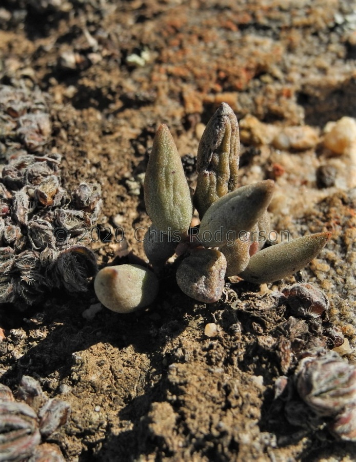 filicaulis SW Nieuwouldtville 2122 (2).JPG