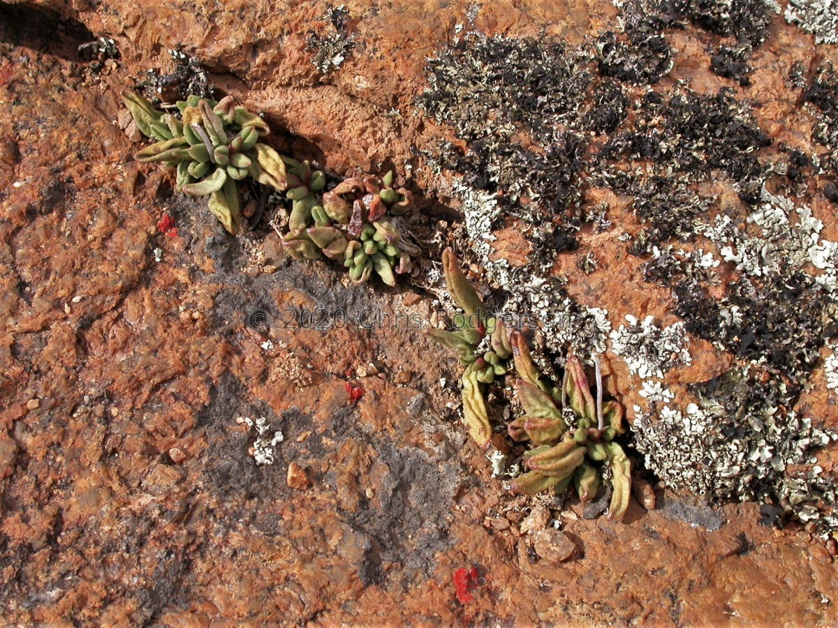 marianiae alveolatus Kliprand 1589 (4).JPG