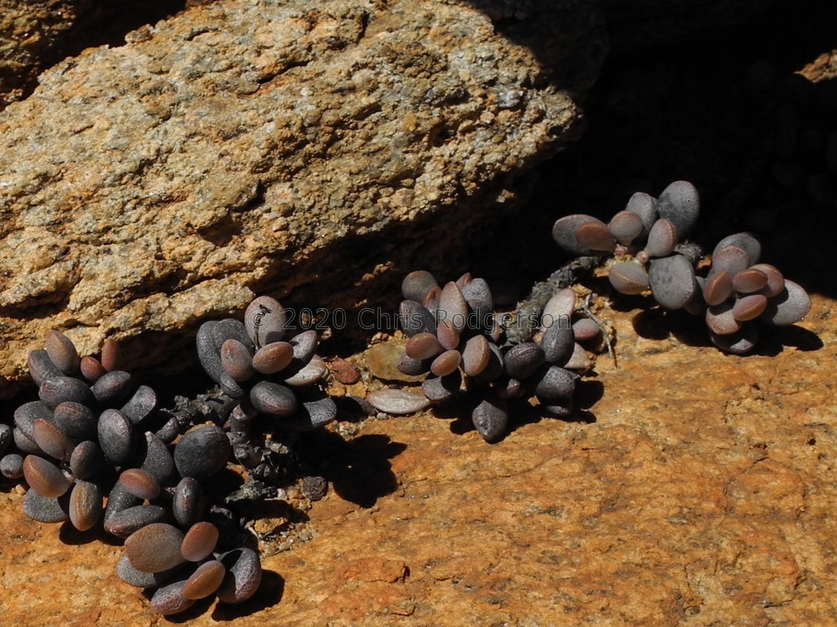 montium-klinghardtii S Richtersveld 1895A.JPG
